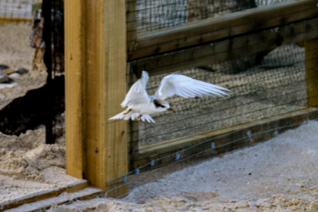 Chick leaving aviary by Shelley Ogle-912